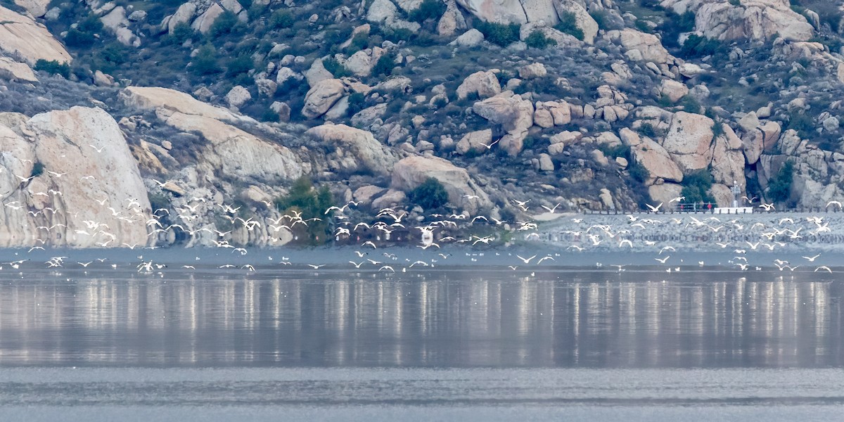 Möwe, unbestimmt - ML645524151