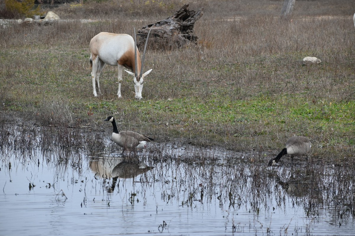 Канад галуу - ML645524152