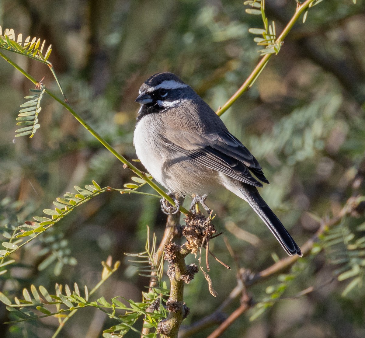 Black-throated Sparrow - ML645524167