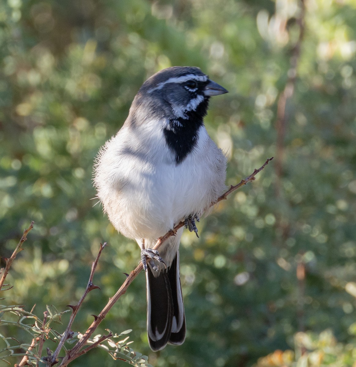 Black-throated Sparrow - ML645524169