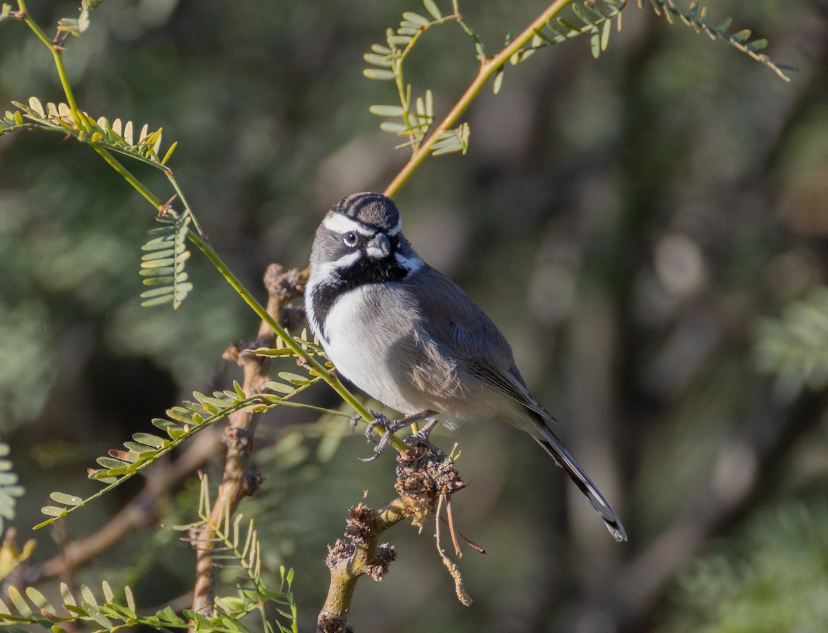 Black-throated Sparrow - ML645524170