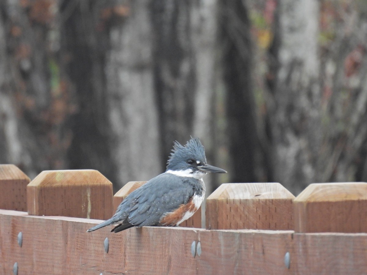 Belted Kingfisher - ML645524180