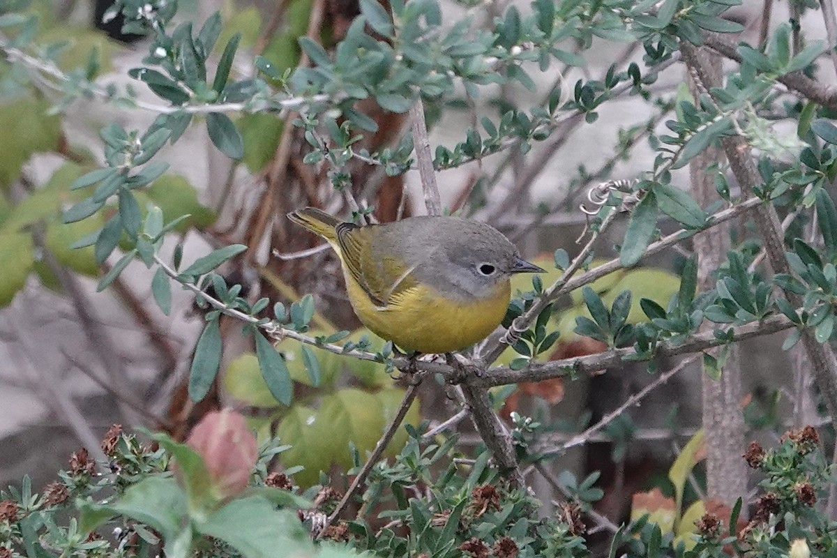 Nashville Warbler - ML645524181