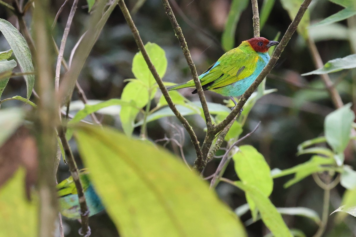 Calliste rouverdin - ML645524184