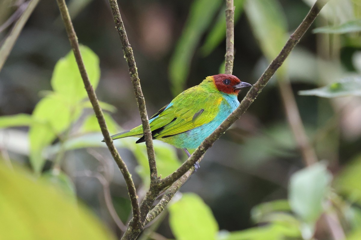 Calliste rouverdin - ML645524189