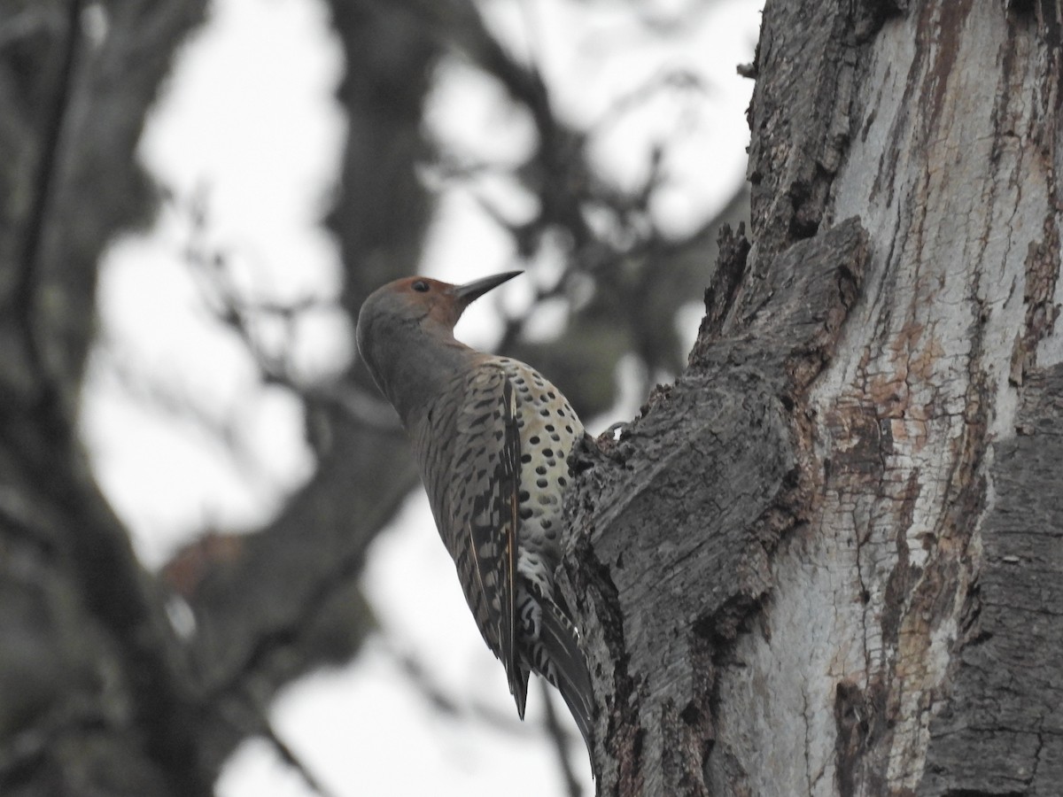 Northern Flicker - ML645524194