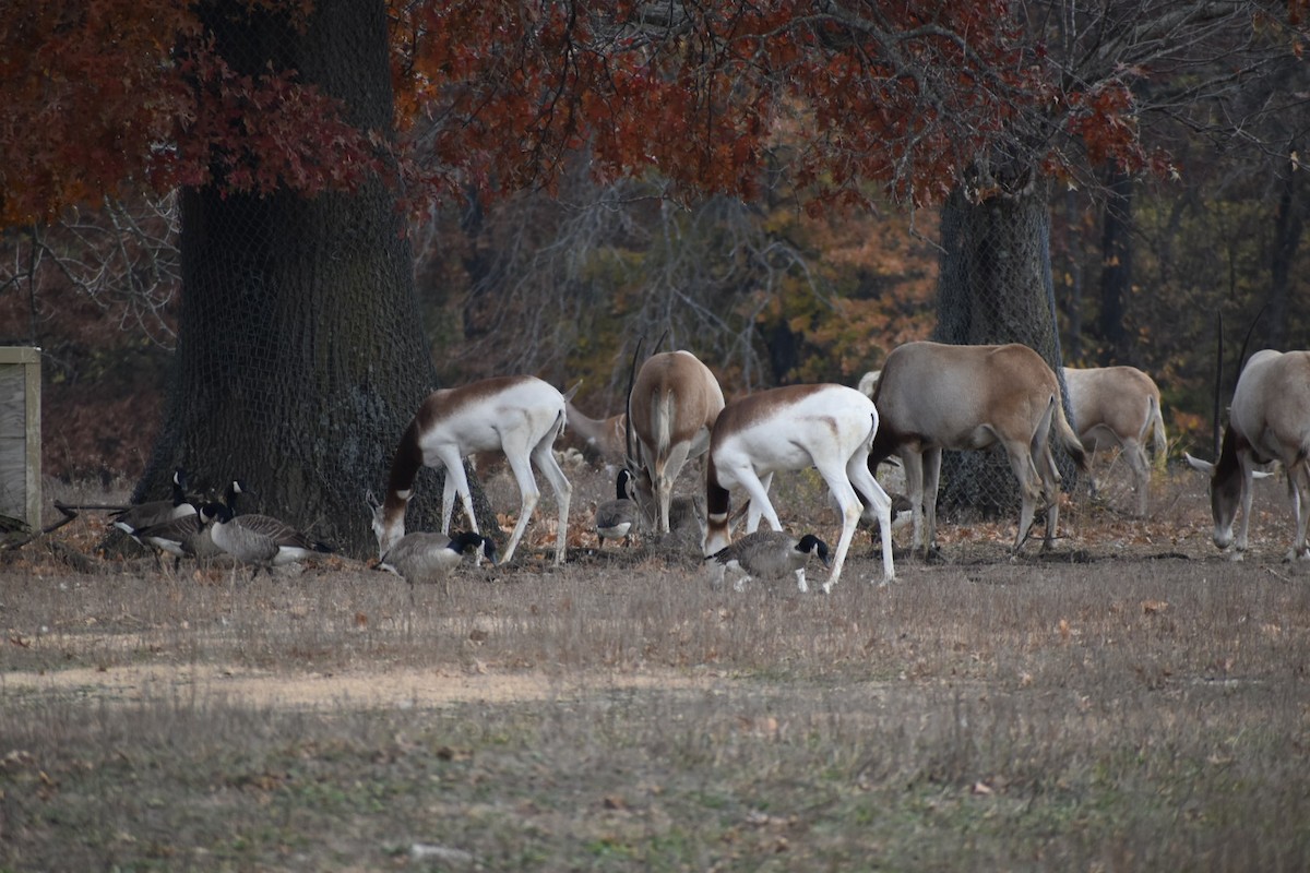 Канад галуу - ML645524195