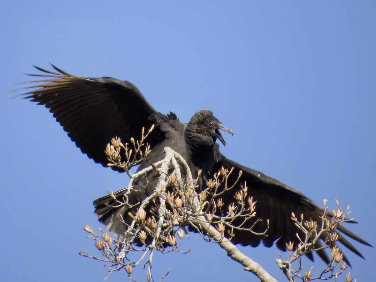 Black Vulture - ML645524203