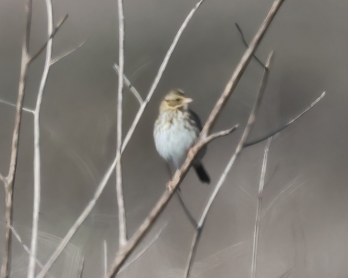Savannah Sparrow - ML645524204