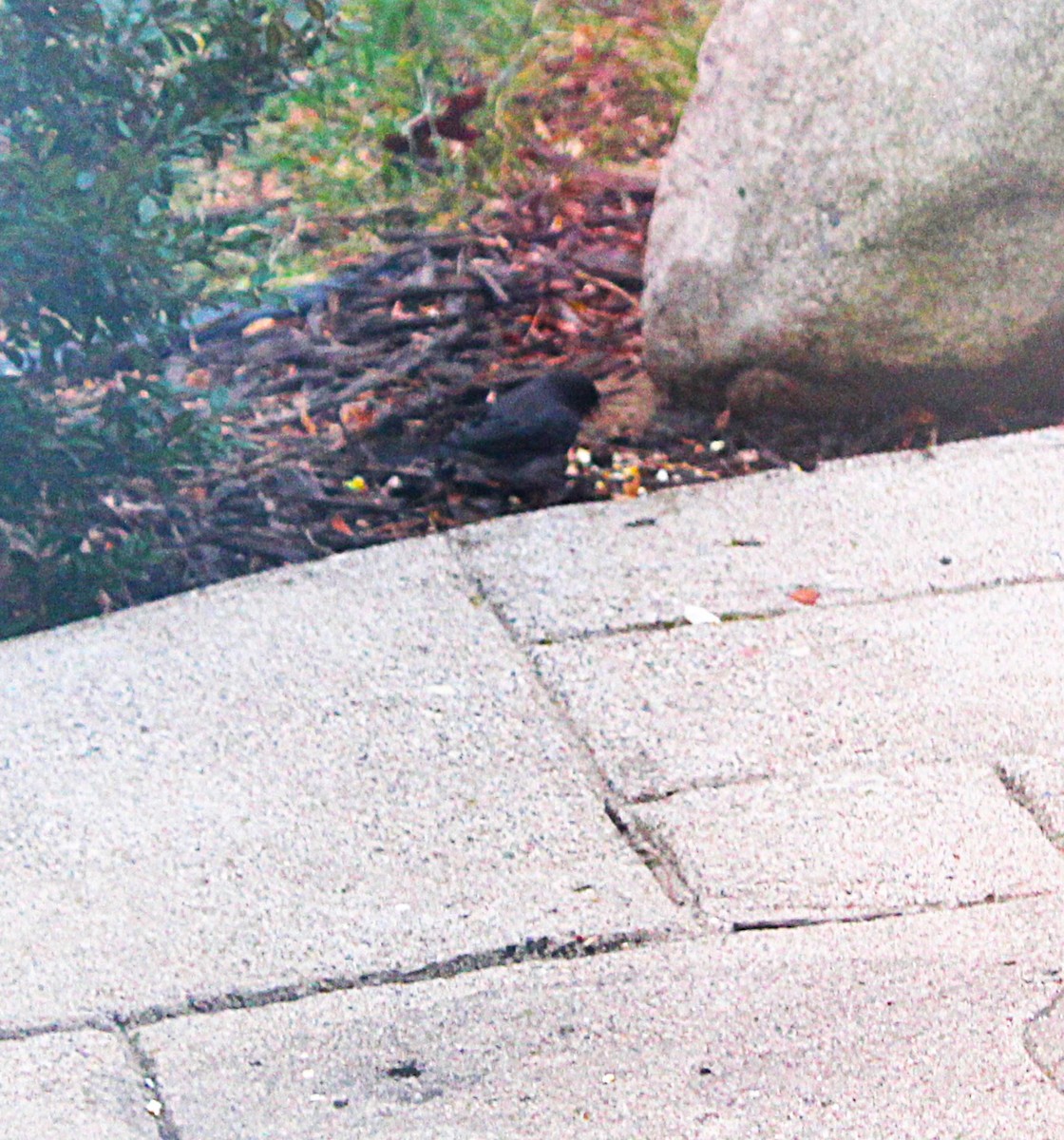 Dark-eyed Junco - ML645524206