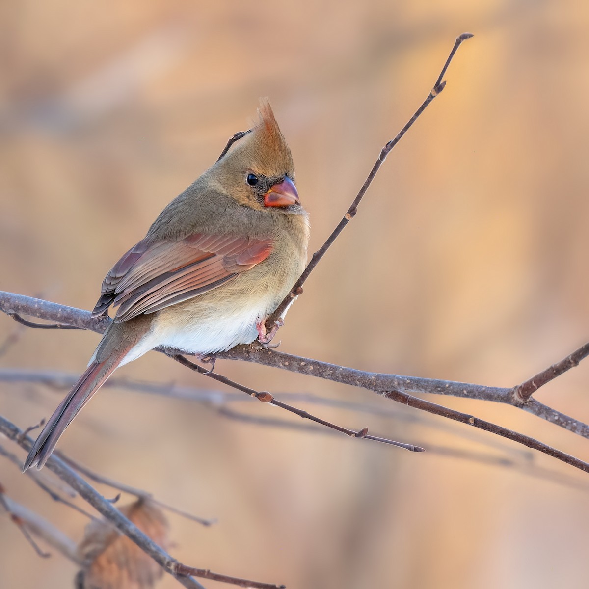 Cardinal rouge - ML645524207