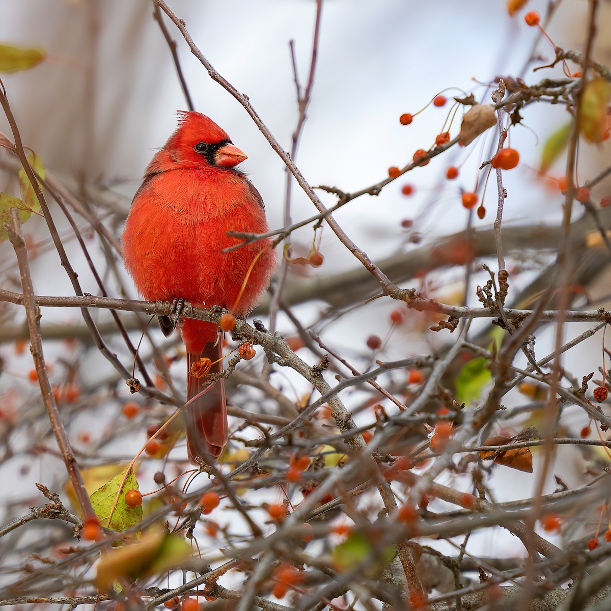 Cardinal rouge - ML645524208