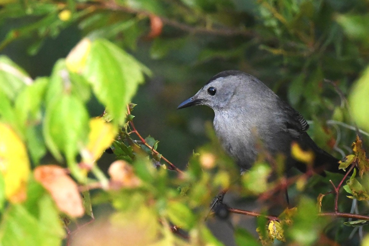 ימימן אמריקני - ML645524228