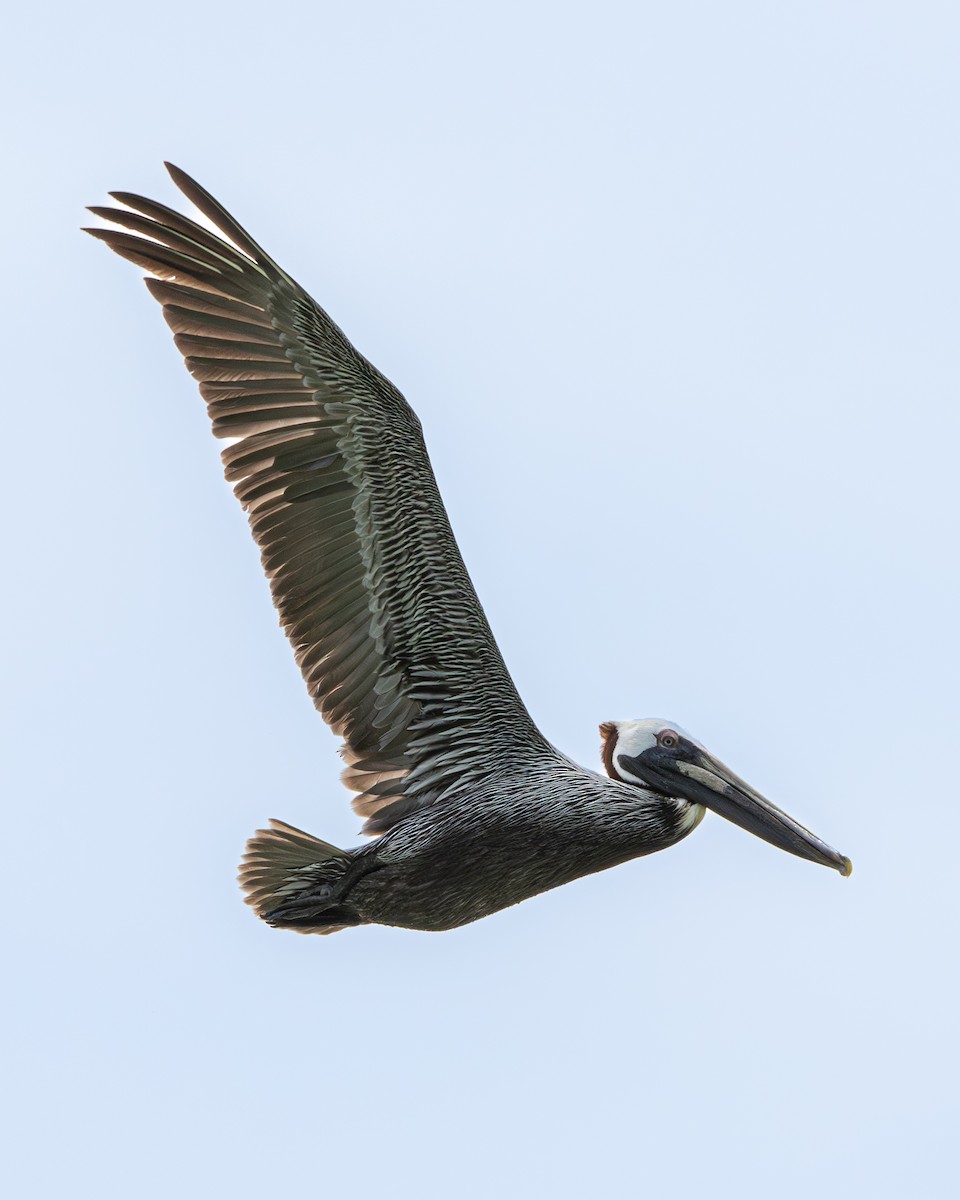 Brown Pelican - ML645524230