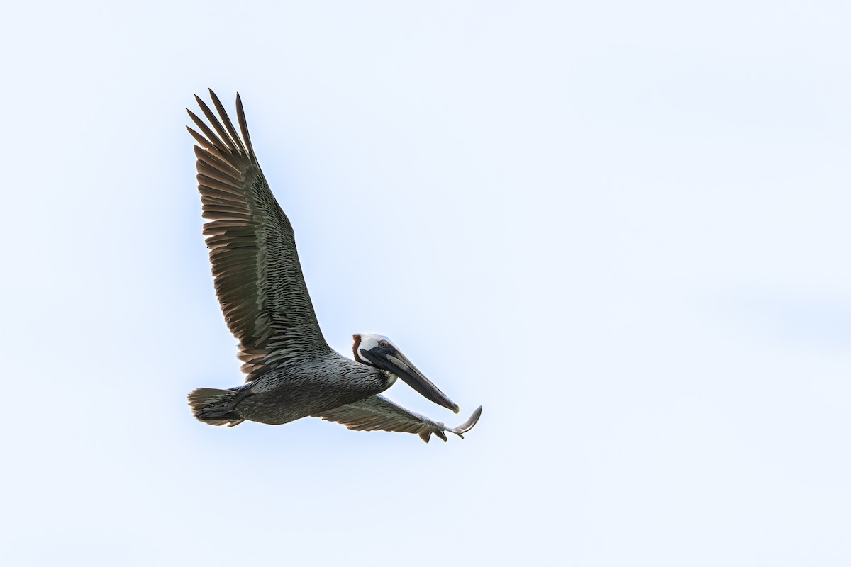 Brown Pelican - ML645524231