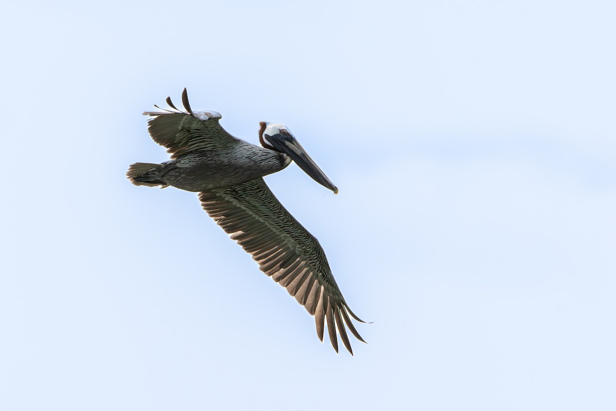 Brown Pelican - ML645524232
