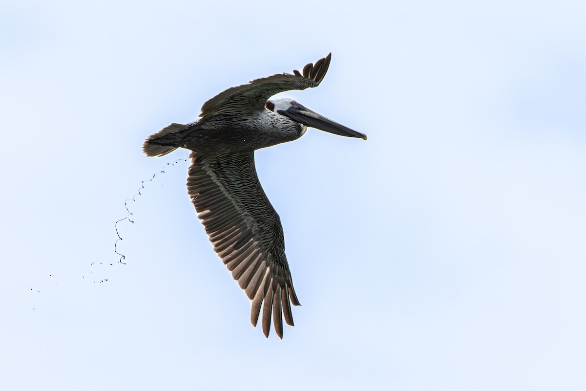 Brown Pelican - ML645524233
