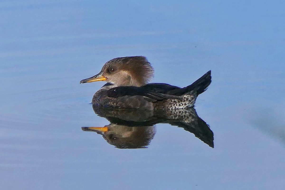 Hooded Merganser - ML645524240