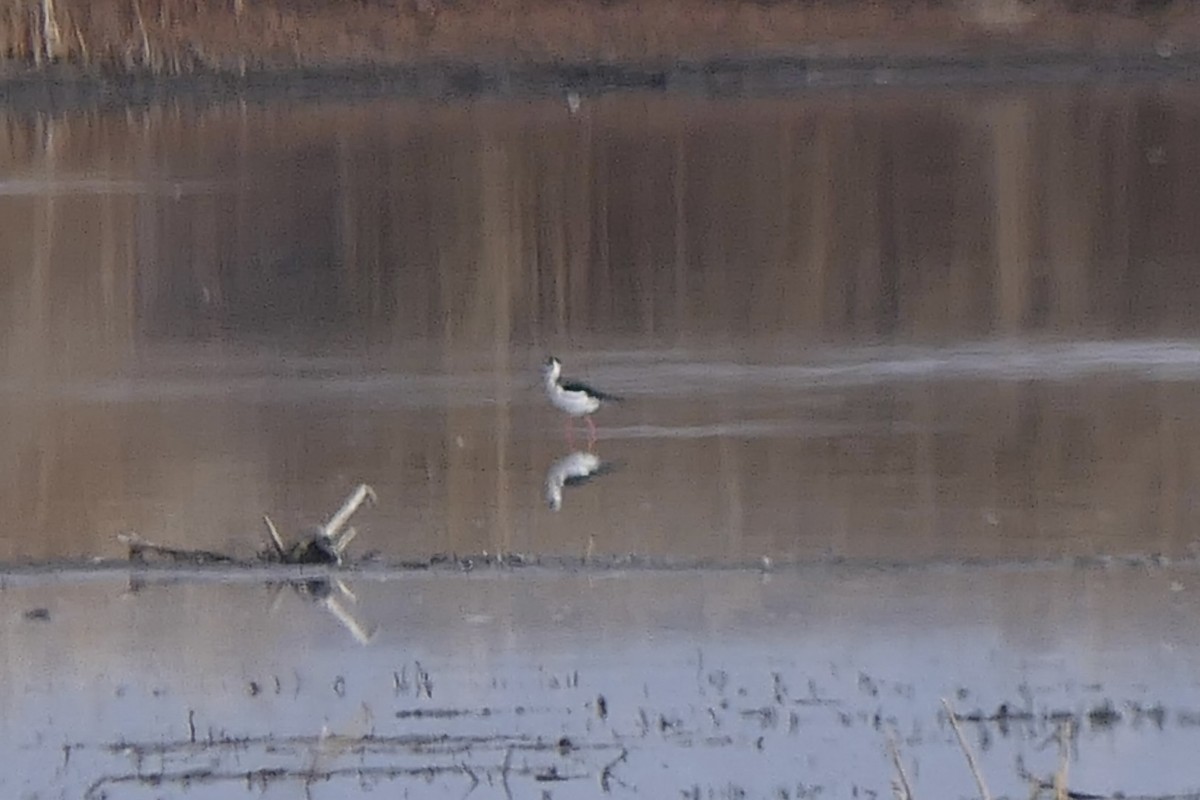 Black-necked Stilt - ML645524250