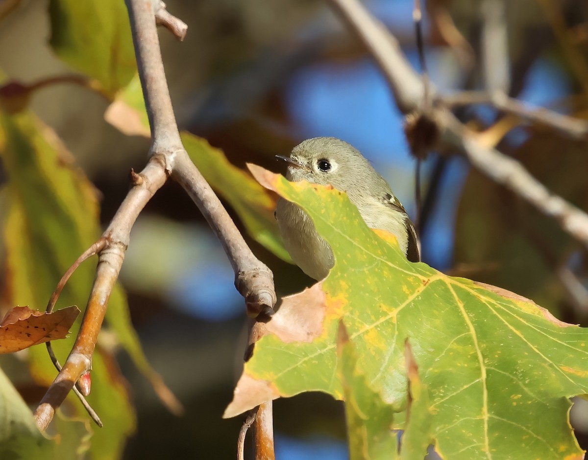 Ruby-crowned Kinglet - ML645524251