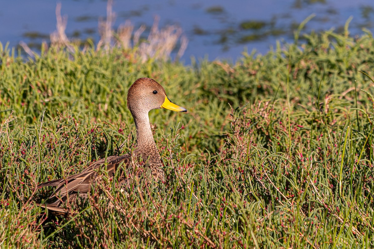 Yellow-billed Pintail - ML645524252