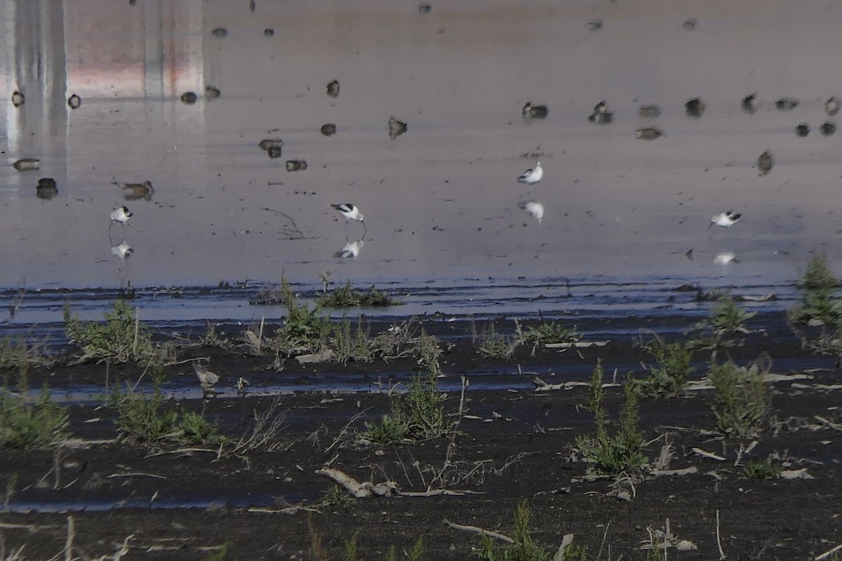 American Avocet - ML645524253