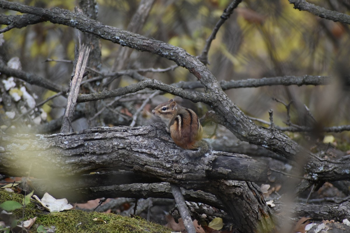 Eastern Chipmunk - ML645524263