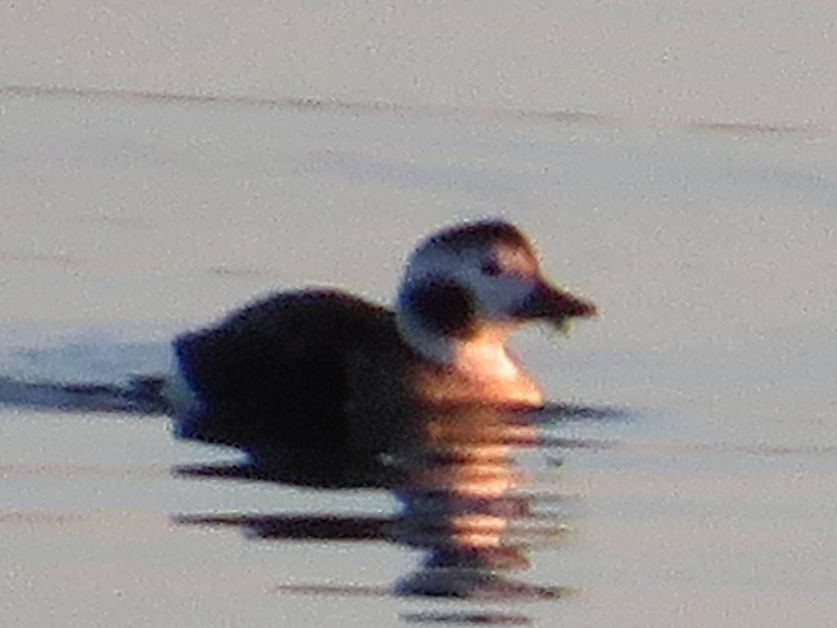 hoholka lední - ML645524265