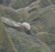 Snowy Owl - ML645524268