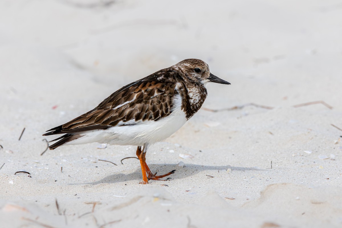 翻石鷸 - ML645524269