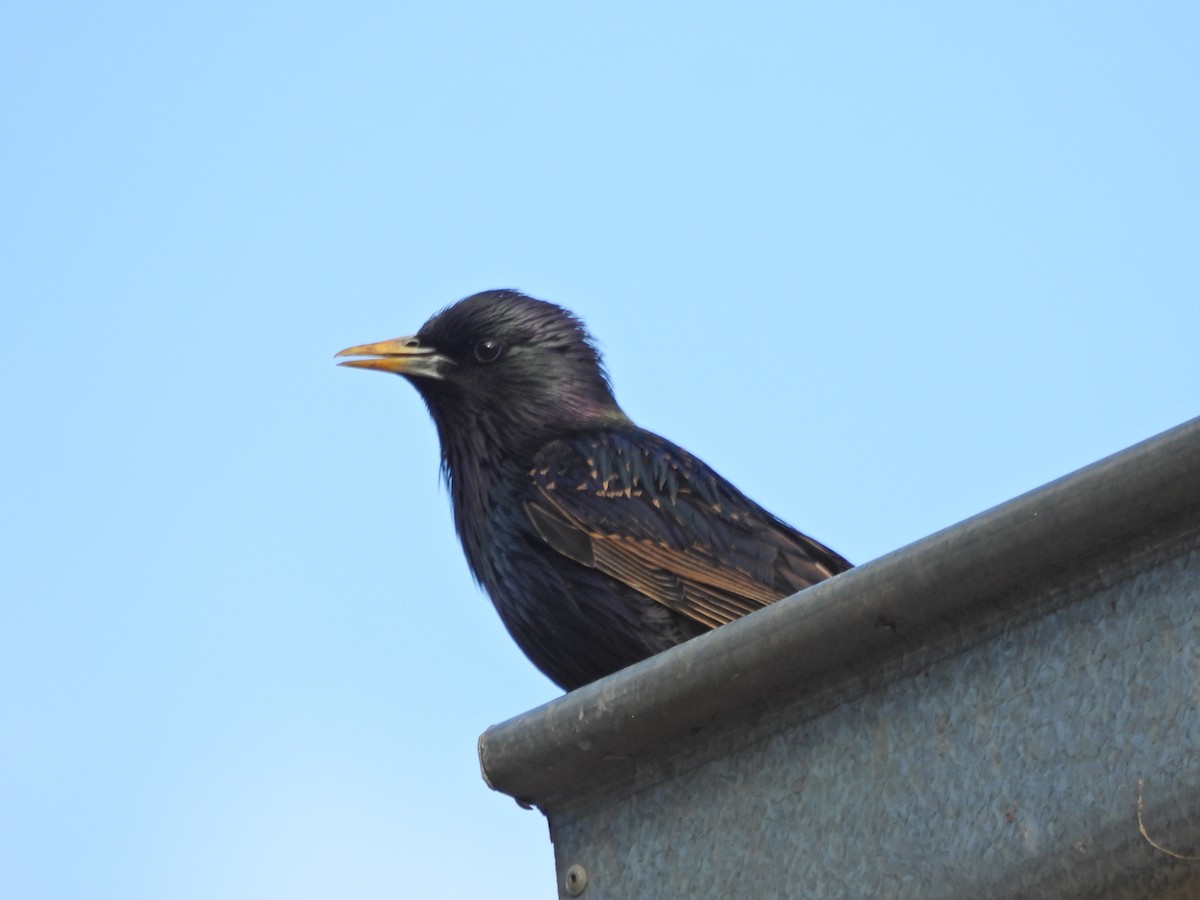 European Starling - ML645524271