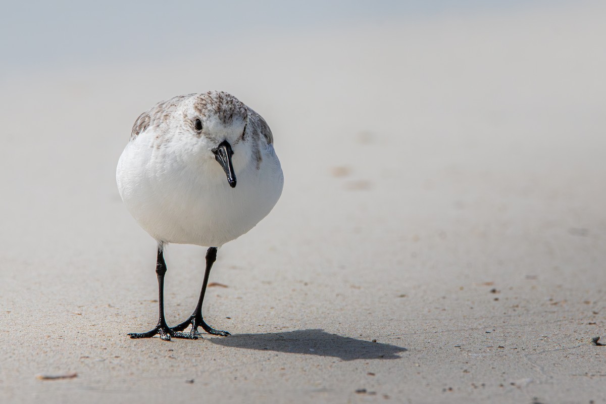 jespák písečný - ML645524274