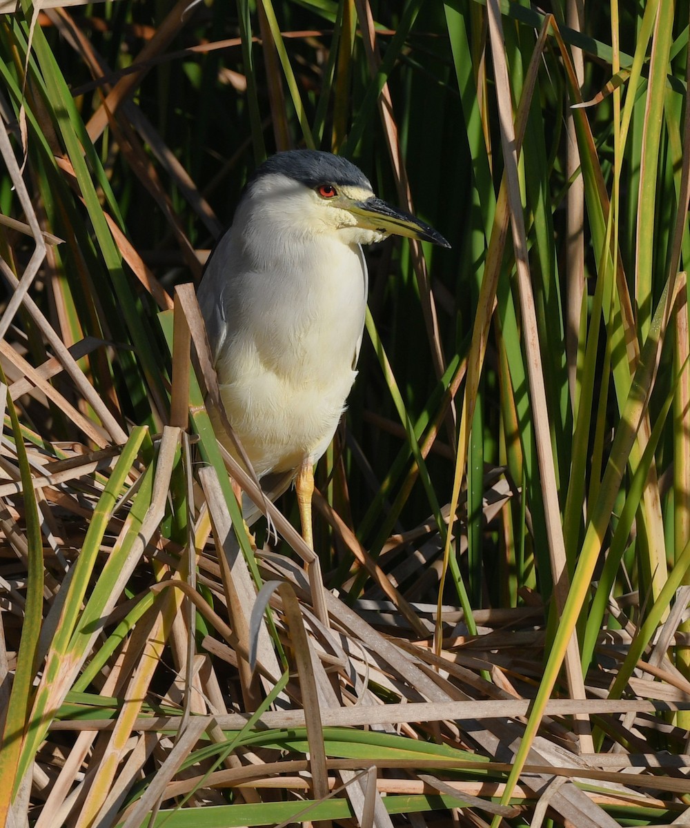Black-crowned Night Heron - ML645524278