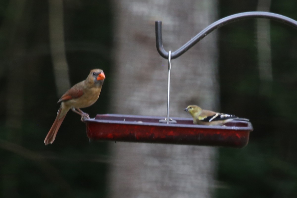 Cardinal rouge (groupe cardinalis) - ML645524279