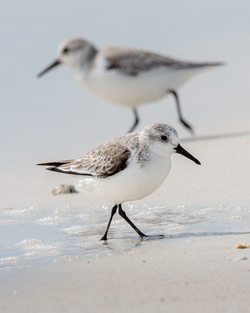 jespák písečný - ML645524281