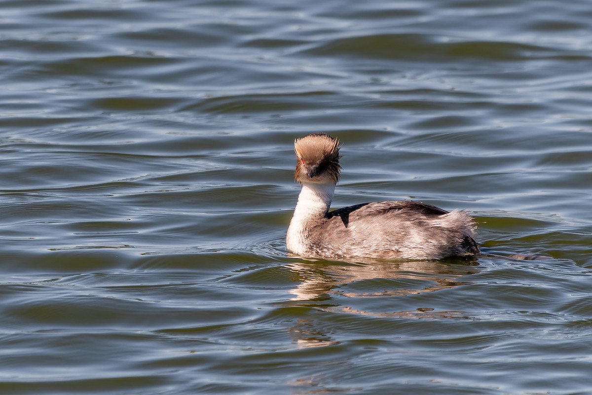 potápka stříbřitá - ML645524283