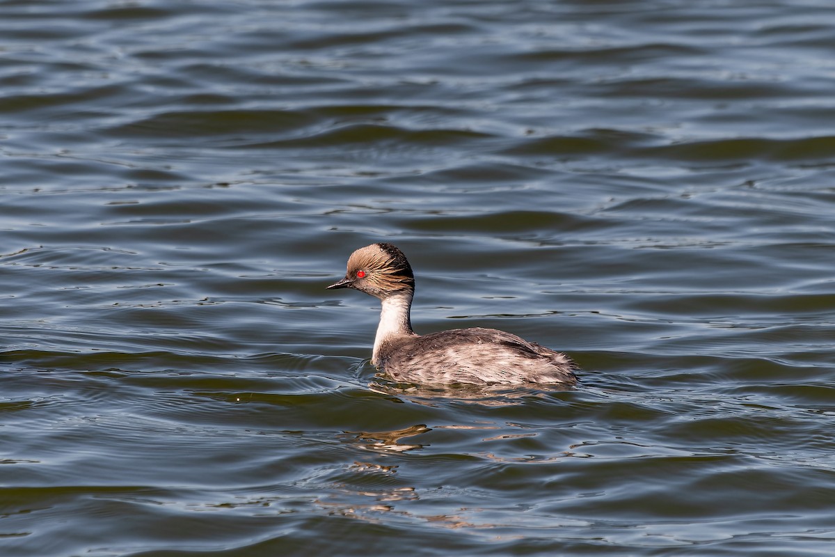 potápka stříbřitá - ML645524284
