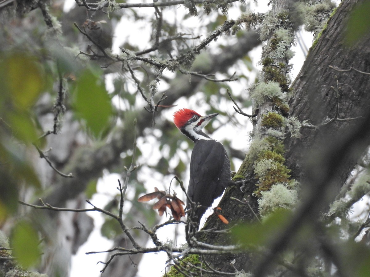 Pileated Woodpecker - ML645524285