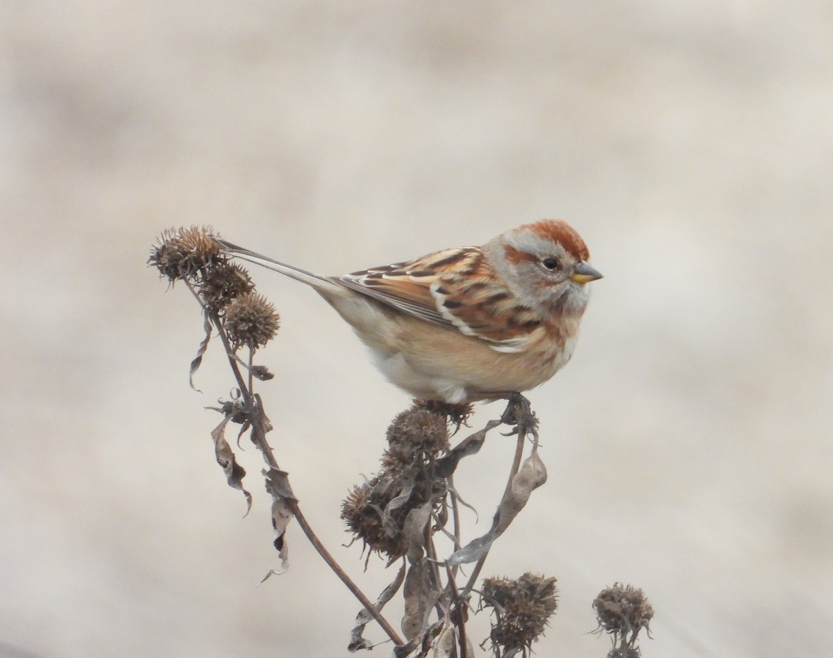 Пасовник північний - ML645524286