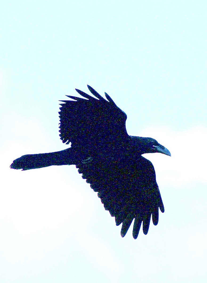 krkavec velký - ML645524287