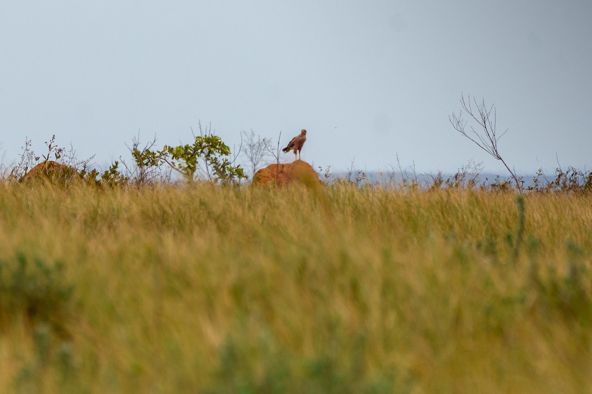 Саванный крабоед - ML645524288