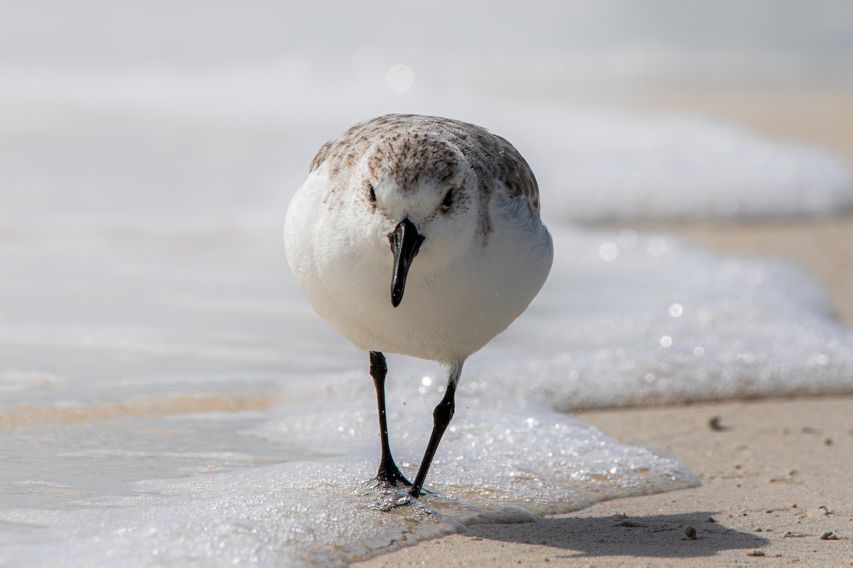 jespák písečný - ML645524302