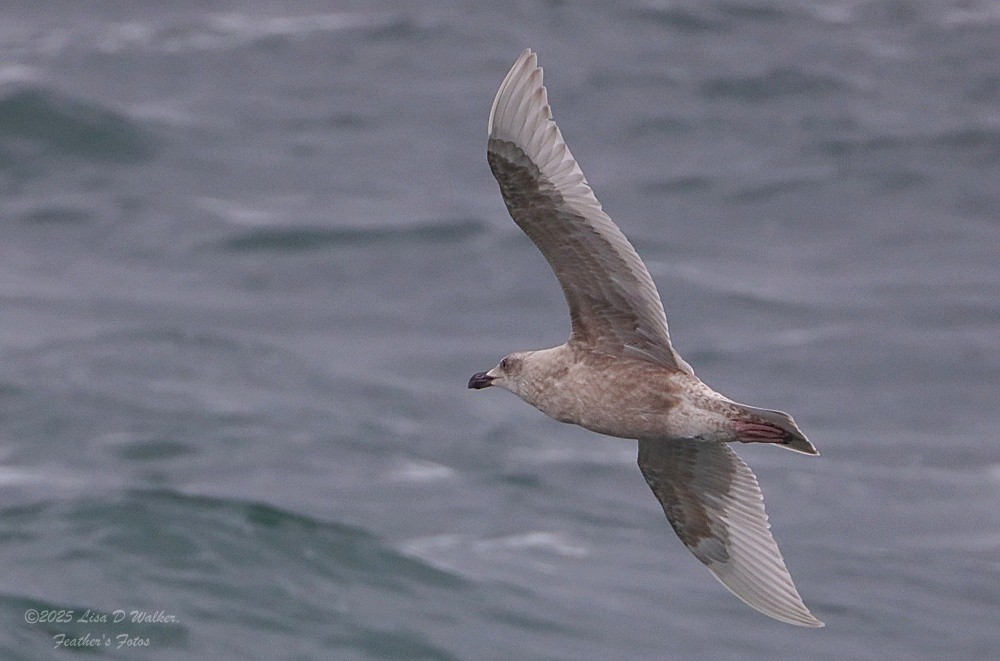Glaucous-winged Gull - ML645524303