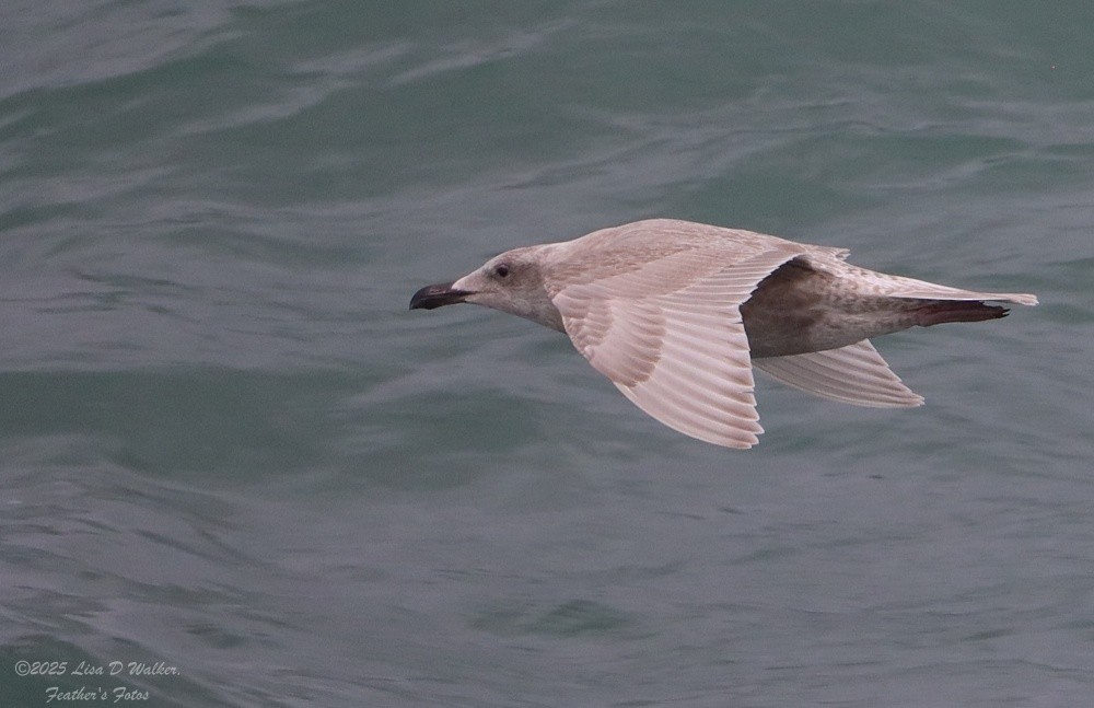 Glaucous-winged Gull - ML645524304