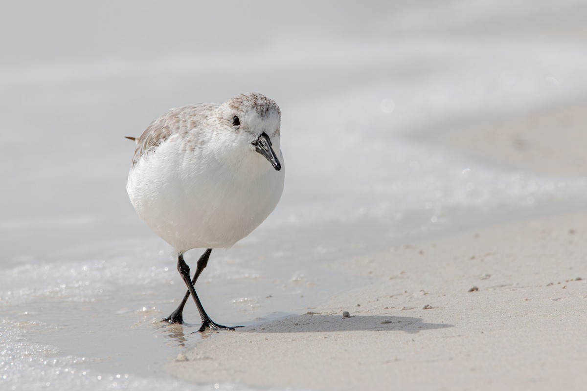 jespák písečný - ML645524305