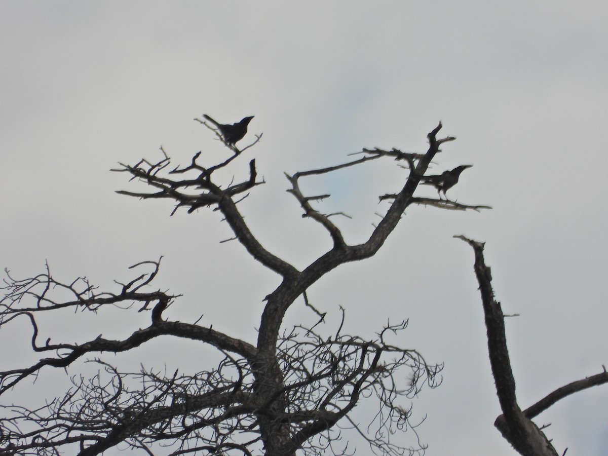 Verdugo Pío - ML645524307