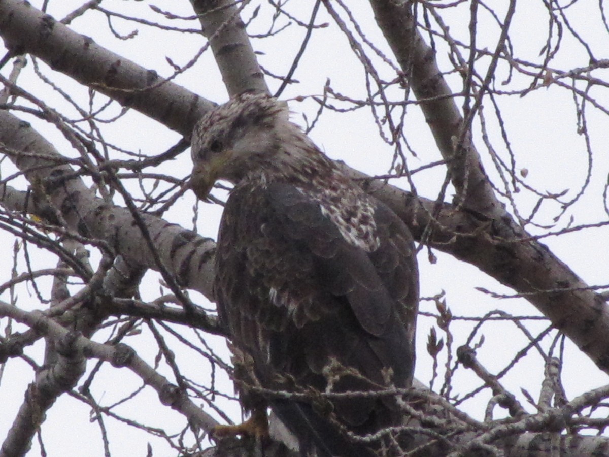 Bald Eagle - ML645524313