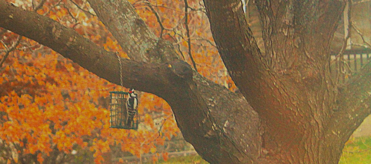 Downy Woodpecker - ML645524314