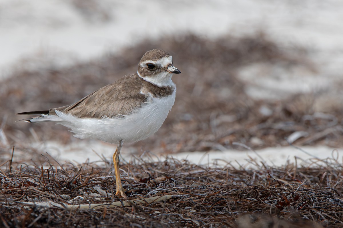 Semipalmated Plover - ML645524322
