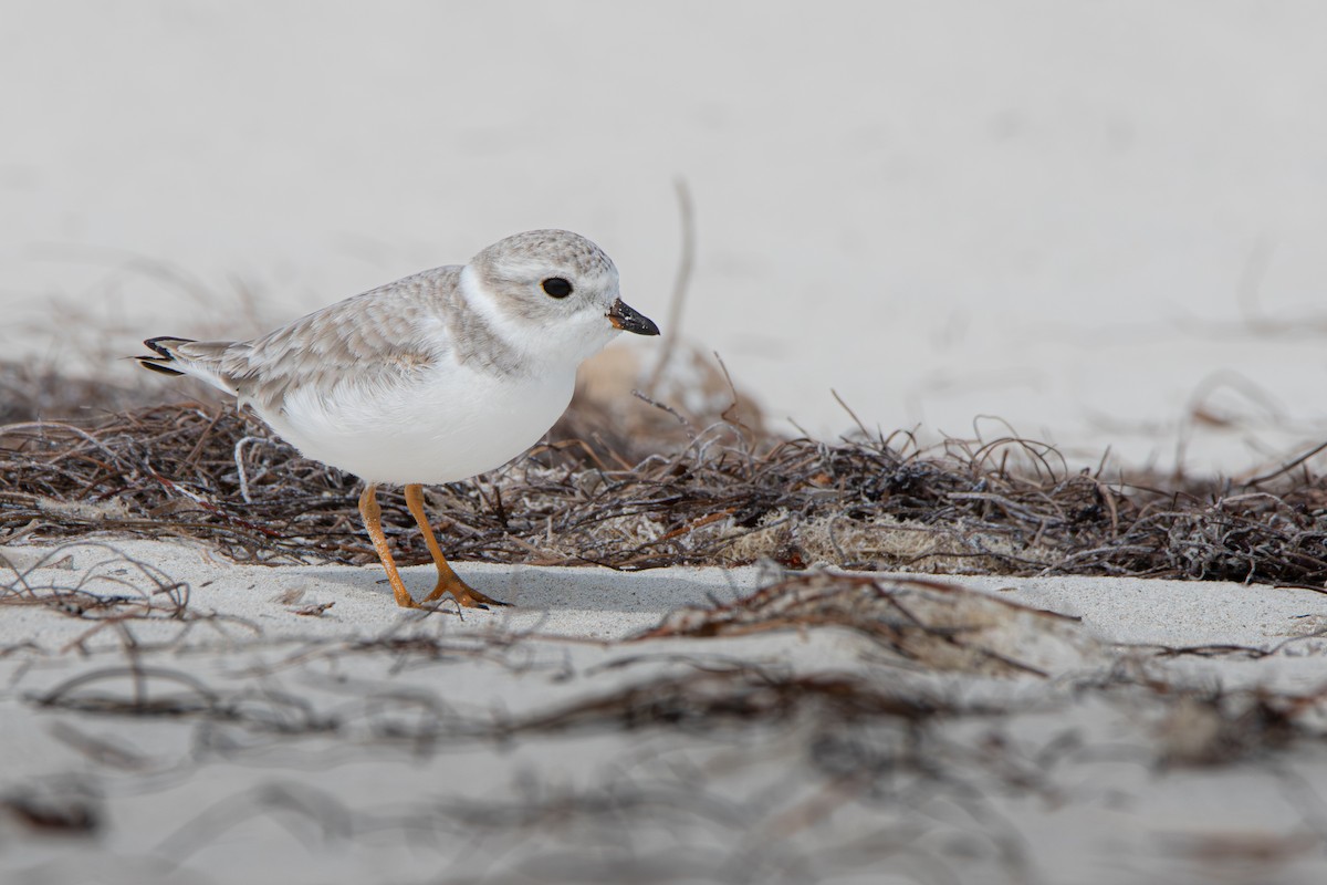 Flötenregenpfeifer - ML645524325